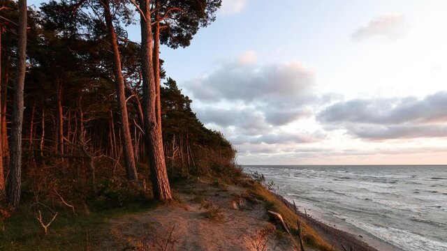 Baltic sea coastline forest at sunset. Beautiful large pine trees growing on sandy dunes slope. Baltic seashore near Klaipeda in Lithuania , at the place named "Dutchman cap". 
