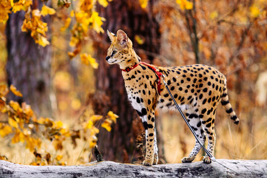 serval wild cat against autumn yellow background