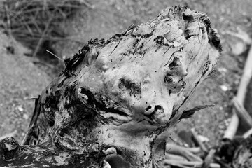 formes humaines dans la nature (arbres, bois mort, feuillage)