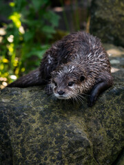Aonyx cinerea - Wet otter outdoors in nature.