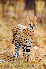 serval wild cat against autumn yellow background © kaninstudio