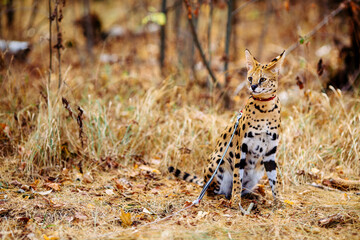serval wild cat against autumn yellow background