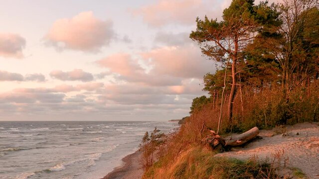 Baltic sea coastline sunset. Large tree log with roots lying on sandy dunes slope. Baltic seashore near Klaipeda in Lithuania , at the place named "Dutchman cap". 