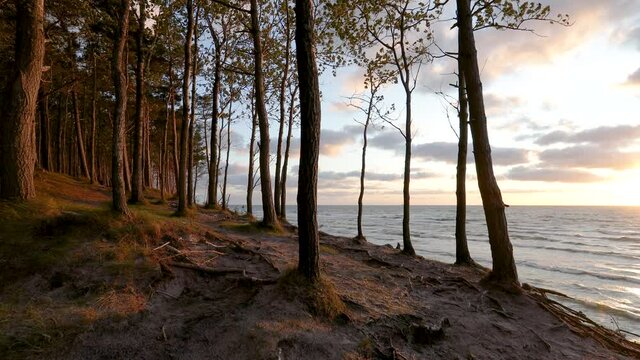 Baltic seashore near Klaipeda in Lithuania , at the place named Dutchman cap. Deciduous forest growing on a sandy hillside at sunset.