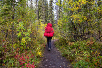 Obraz premium Woman Backpacking along Hiking Trail during Fall Season in Canadian Nature. Taken in Tombstone Territorial Park, Yukon, Canada.