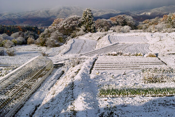 雪の田園