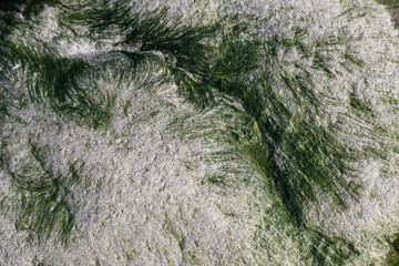 Wet gray granite with green algae growing on it