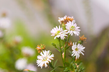 White Margaret flower in garden, white Daisy background