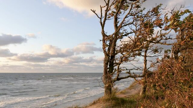 An interestingly shaped small oak tree covered with moss and growing on a high cliff by the Baltic Sea. Baltic seashore near Klaipeda in Lithuania , at the place named "Dutchman cap". 