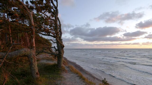 An interestingly shaped small oak tree covered with moss and growing on a high cliff by the Baltic Sea. Baltic seashore near Klaipeda in Lithuania , at the place named "Dutchman cap". 