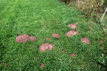 There are many mole hills dug on a beautiful green lawn. Harm and damage caused by wild rodents to gardening. Means and traps for the destruction of the pest. Close-up banner