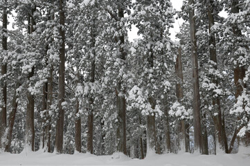 雪の杉並木