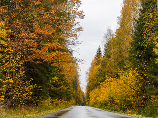 Fototapeta na wymiar Wet asphalt road in autumn forest in Russia