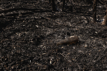 Glass bottle on the ground surrounded by ash. Forest fire. Environmental pollution.