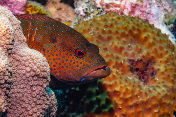 Unterwasserfoto Tauchen Ocean 