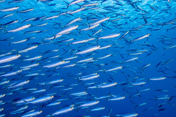 Fototapeta premium Unterwasserfoto Tauchen Ocean 