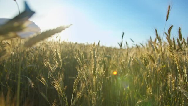 boy in a hat playing with airplane in wheat field, boy dreams of being a pilot