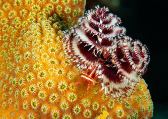 Unterwasserfoto Tauchen Ocean 
