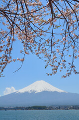 桜と富士山