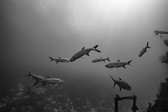 Tarpune Tarpun Fisch Unterwasserfoto