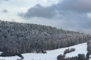 Winter view of a forest in Beskid Sadecki mountains