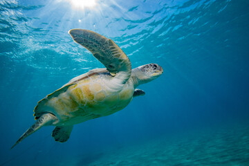 Schildkröte Turtle Unterwasserfotografie Seaturtle