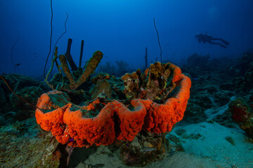 Unterwasserfoto Tauchen Ocean Wracktauchen Wrack 