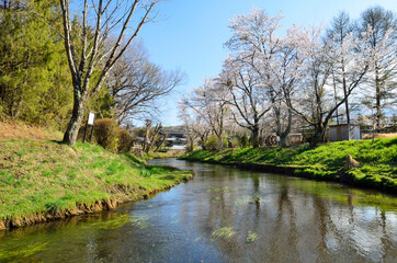 Fototapeta na wymiar 桜と桂川