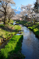 Fototapeta na wymiar 忍野村の桜と富士山