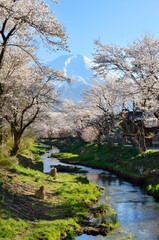 Fototapeta na wymiar 忍野村の桜と富士山