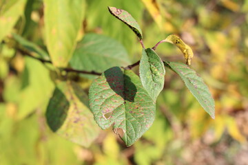 Autumn green and yellow leaves on blur background