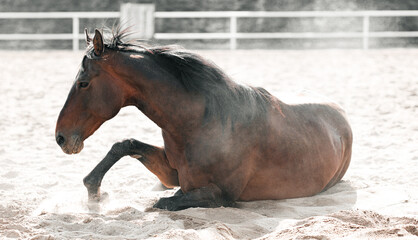 Free gracious beautiful horses run