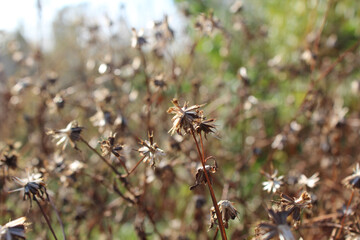 Autumn dry flowers on blur background