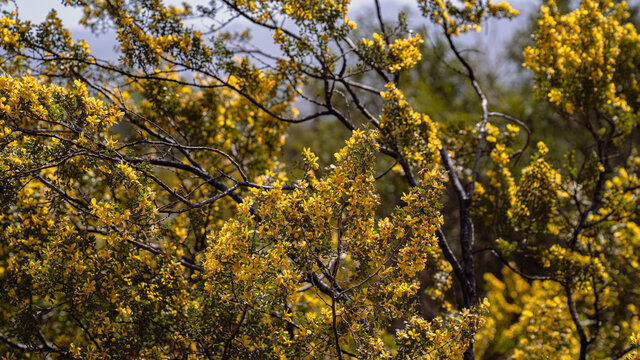 Las jarillas son arbustos ramosos que se encuentran en zonas monta&ntilde;osas del oeste argentino. Todas ellas son importantes fuentes de combustible. Aparte de su utilidad como combustible y aparato sexual