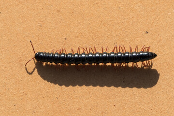 Walking Millipede casting a shadow