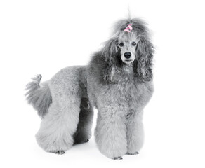 Gray poodle standing isolated on a white background