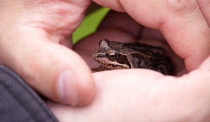 A little frog in a man's hands. Wildlife.
