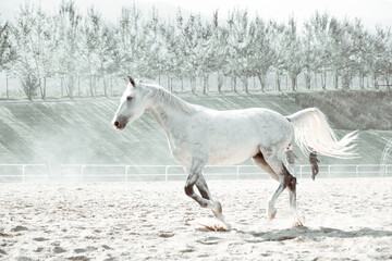 Obraz na płótnie Canvas Free gracious beautiful horses run