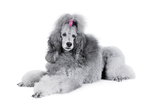 Gray poodle lying isolated on a white background
