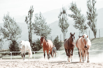 Free gracious beautiful horses run