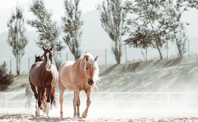 Free gracious beautiful horses run