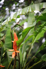 Wild flower in blossom and bloom in tropical rainforest in Borneo island, Malaysia