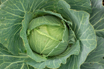 Head of cabbage in the garden, leaves with holes, eaten by pests