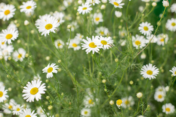 Medicinal chamomile on a clear sunny day in summer