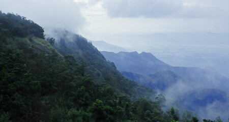 tropical rainforest, on the slope of palani hills (southern part of western ghats mountains) at kodaikanal in tamilnadu, south india