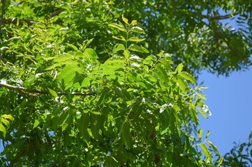 fresh green Azadirachta indica leaf in nature garden