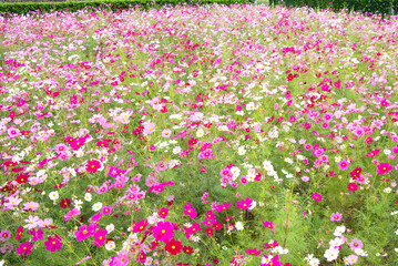 コスモス畑
