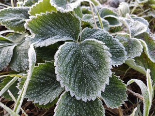 frost on leaves