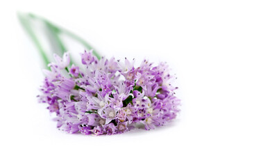 Wild onion flowers isolated on a white background. 