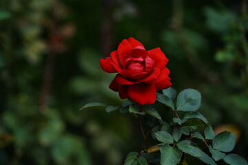 red rose flower